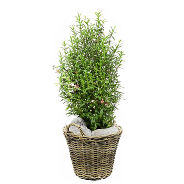 Van der Leeden Planten mand met hengsels - rotan - D30 x H23 cm product