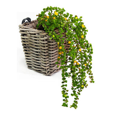 Van der Leeden Balkonmand - rotan gevlochten -15 x 15 x 15 cm product