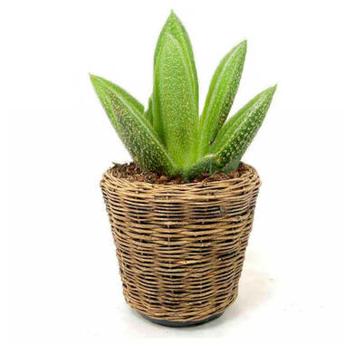 Van der Leeden Planten mand - rotan - 39x36cm - drypot product