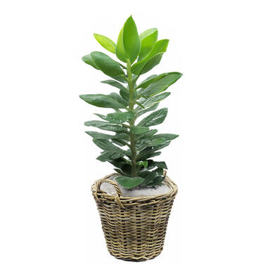Van der Leeden Planten mand met hengsels - rotan - D42 x H32 cm product