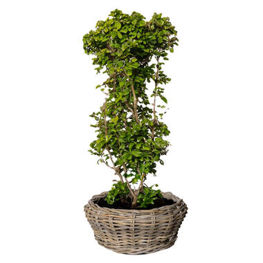 Van der Leeden Terrasschaal -rotan gevlochten - D36xH28 cm - mand product