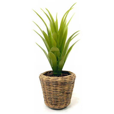 Van der Leeden Planten mand - rond - rotan - gevlochten - 32x29cm product