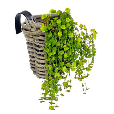 Van der Leeden Balkonmand - rond - rotan gevlochten - D15 cm product