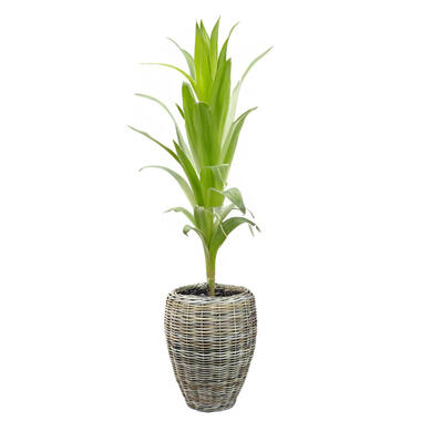 V/d Leeden Planten/bloemen mand - rotan - riet - D48 x H62 cm product