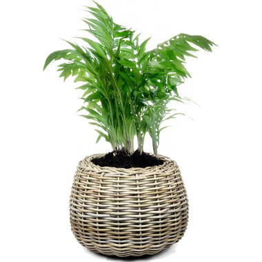 Van der Leeden Planten mand - rotan gevlochten- 45x34cm - drypot product