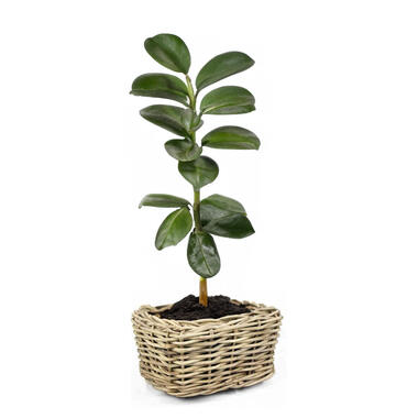 V/d Leeden Planten mand - rechthoekig - rotan - riet - 49x37x30cm product