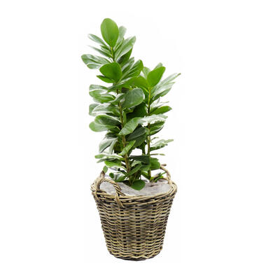 Van der Leeden Planten mand met hengsels - rotan - D35 x H25 cm product