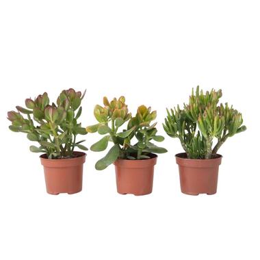 Geldboom - Mix van 3 - Crassula Minor, Hobbit, Sunset - Hoogte 10-25cm - ø12cm product