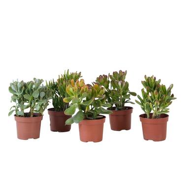 Geldboom - Mix van 5 Crassula ovata soorten - Hoogte 10-25cm - Pot 12cm product