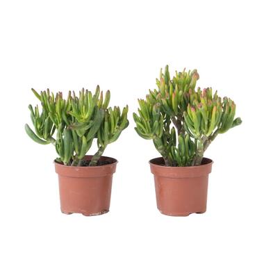 Jadeplant - Set van 2 - Crassula ovata 'Hobbit' - Hoogte 10-20cm - ⌀12cm product