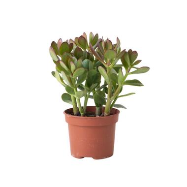 Geldboom - Crassula ovata - Hoogte 15-25 cm - ø 12 cm product
