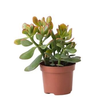 Geldboom - Crassula ovata 'Sunset' - Hoogte 15-20cm - ⌀12cm product