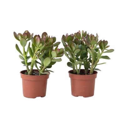Geldboom - Set van 2 - Crassula ovata - Hoogte 15-25 cm - ø 12 cm product