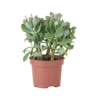 Jadeplant - Crassula arborescens 'Curly' - Hoogte 15-25 cm - Pot 12 c product