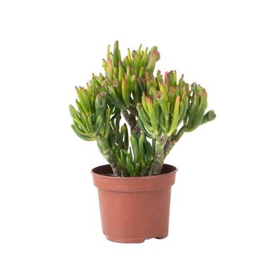 Jadeplant - Crassula ovata 'Hobbit' - Hoogte 10-20cm - ⌀12cm product