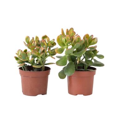 Geldboom - Set van 2 - Crassula ovata 'Sunset' - Hoogte 15-20cm - ⌀12cm product