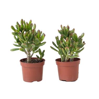 Geldboom - Set van 2 - Crassula ovata 'Gollum' - Hoogte 15-25cm - Pot 12cm product
