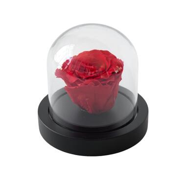 Geconserveerde Rode Roos onder Glazen Stolp - Echte Roos - Luxe Cadeau product