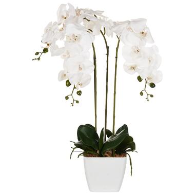 ORCHID - Kunstplant - Wit/Groen - 59 cm - Synthetisch