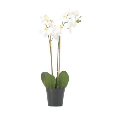 Kunstplant phalaenopsis orchidee - Wit - Hoogte 55cm product