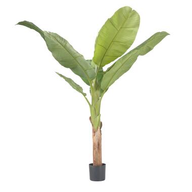 Kunstplant musa bananenplant – Hoogte 150cm product
