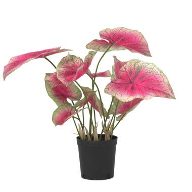 Kunstplant caladium – Hoogte 60cm product