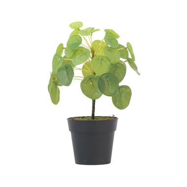Kunstplant Pilea peperomioides - Hoogte 25cm product