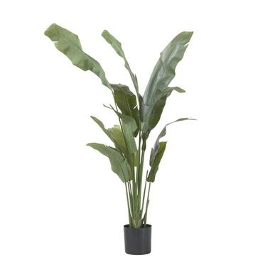 Kunstplant strelitzia - Hoogte 160cm product