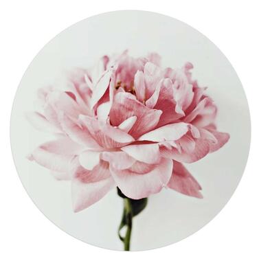 Glasschilderij Pioenroos - Ø 70cm - Roze product