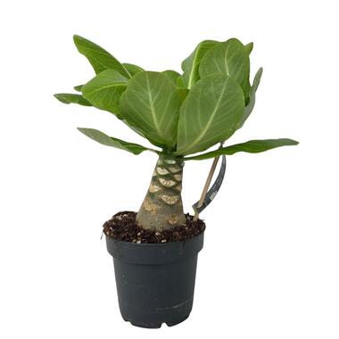 Hawaiipalm - Brighamia insignis - Hoogte 25-35cm - Pot 12cm product