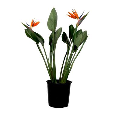 Paradijsvogelbloem - Strelitzia reginae - met bloemen - Hoogte 70-100cm - Ø19cm