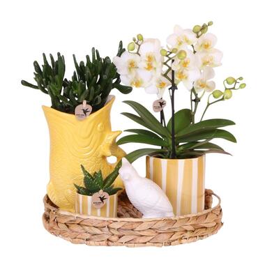 Cadeauset orchidee 'Yellow XL' - Phalaenopsis - Hoogte 35cm