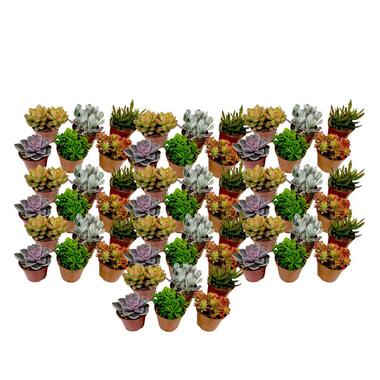 Mini-vetplanten - Set van 60 - Succulentenmix - Hoogte 5-10cm - ⌀5,5cm