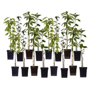 Mix fruitzuilen - Set van 16 - Malus, Pryus, Prunus - Hoogte 60-70cm - ⌀9cm