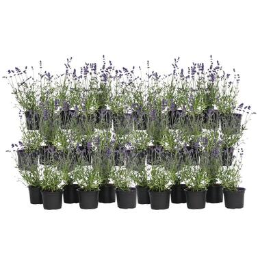 Lavendel - Set van 36 - Lavandula angustifolia - Hoogte 10-15cm - ⌀10,5cm