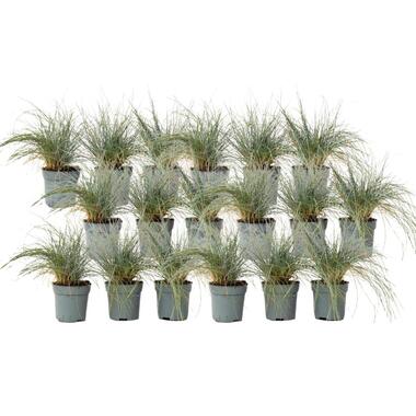 Blauw schapegras - Set van 18 - Festuca 'Elijah Blue' - Hoogte 10-15cm - ⌀9cm