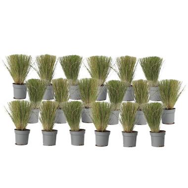 Vedergras - Set van 18 - Stipa tenuifolia 'Pony Tails' - Hoogte 20-30cm - ⌀9cm