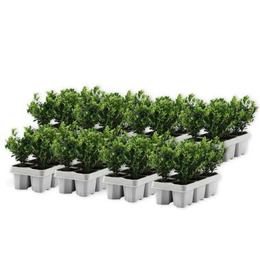 Hulsthaag - Set van 48 - Ilex crenata 'Jenny' - Hoogte 10-20cm - ⌀9cm