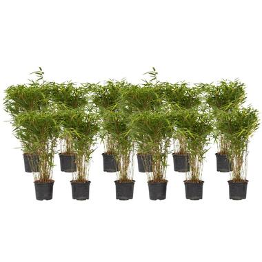 Bamboe - Set van 12 - Fargesia nitida 'Gansu' - Hoogte 50-70cm - ⌀17cm