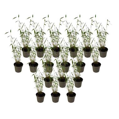 Blauwe bamboe - Set van 18 - Fargesia 'Blue Dragon' - Hoogte 30-40cm - ⌀13cm
