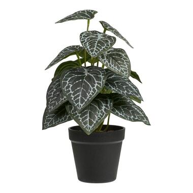 Hioshop Alocasia kunstplant hoogte 33cm groen