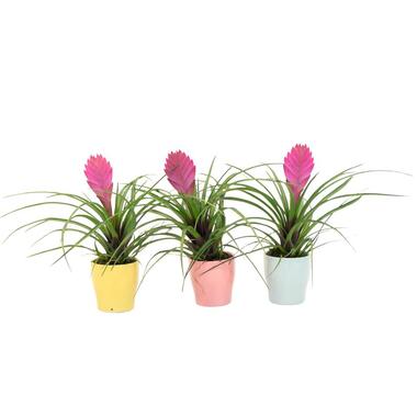 Tillandsia cyanea 'Pastel' - Set van 3 met pot - Hoogte 20 -30cm - ø7cm