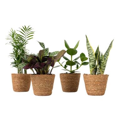 Gemakkelijke kamerplanten - Set van 4 incl. mand - Hoogte 25-40cm - ⌀12cm