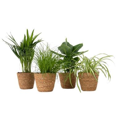 Huisdiervriendelijke kamerplanten - Set van 4 met mandjes - H.25-40cm - ⌀12cm