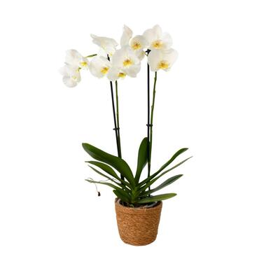 Orchidee - Phalaenopsis - Hoogte 50-60cm - ⌀12cm