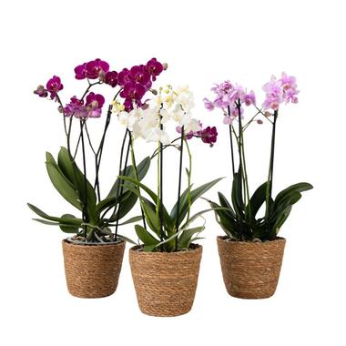Vlinderorchidee - x3 - Phalaenopsis Multiflora in mand - Hoogte 35-45cm - ⌀12cm