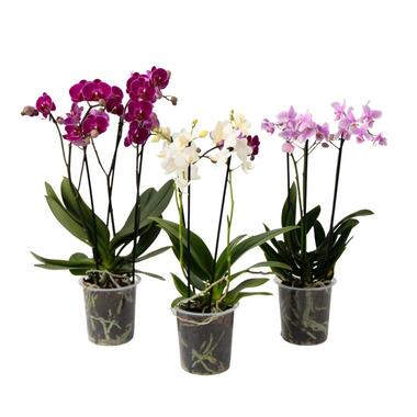Vlinderorchidee - Mix van 3 - Phalaenopsis Multiflora - Hoogte 35-45cm - ⌀12cm