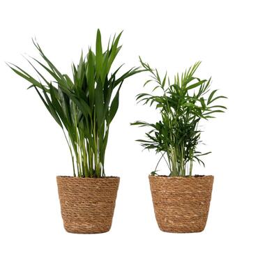 Kleine Dypsis en Chamaedorea - Mix van 2 met mand - Hoogte 25-40cm - ⌀12cm