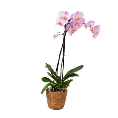 Orchidee - Phalaenopsis - Hoogte 50-60cm - ⌀12cm