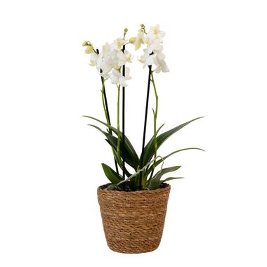 Vlinderorchidee - Phalaenopsis Multiflora met mand - Hoogte 35-45cm - ⌀12cm